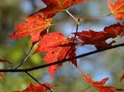 Canada! Rockies, eTA's, Maples, Mounties