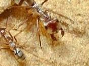 Faster Than Usain Bolt Saharan Silver Ants