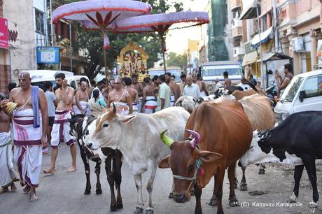 cattle meance ~ rampaging cow and the new vigilante cattle meance ~ rampaging cow and the new vigilante