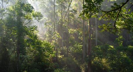 Sun rays in a forest in Kerala