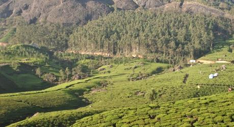 Tea Garden in Munnar