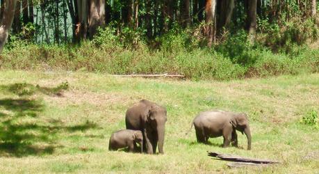 Groups of Elephant