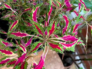 Irritating plant of the month - Coleus 'Sulky Pants'