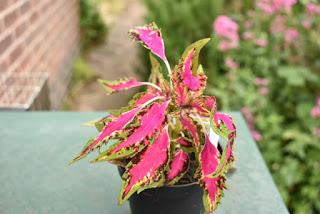 Irritating plant of the month - Coleus 'Sulky Pants'