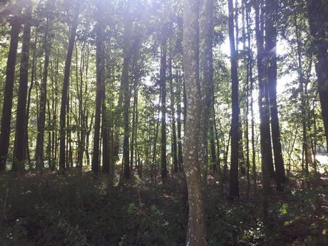 Touring UNESCO World Heritage Sites: A Guide to Poland’s Białowieża Primeval Forest Touring UNESCO World Heritage Sites: A Guide to Poland’s Białowieża Primeval Forest