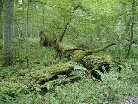Touring UNESCO World Heritage Sites: A Guide to Poland’s Białowieża Primeval Forest Białowieża Forest
