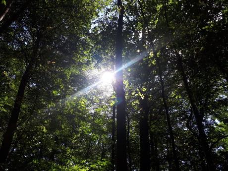 Touring UNESCO World Heritage Sites: A Guide to Poland’s Białowieża Primeval Forest Touring UNESCO World Heritage Sites: A Guide to Poland’s Białowieża Primeval Forest