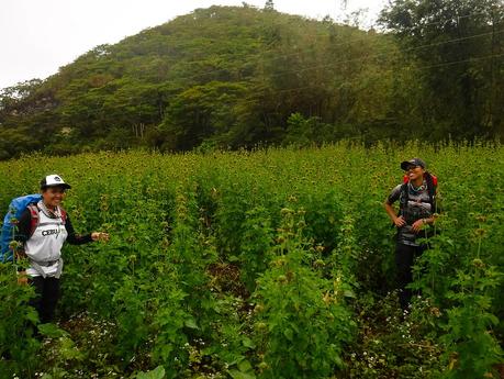 Cebu Highlands Trail Segment 5: Nug-as, Alcoy to Upper Beceril, Boljoon A field of flowers