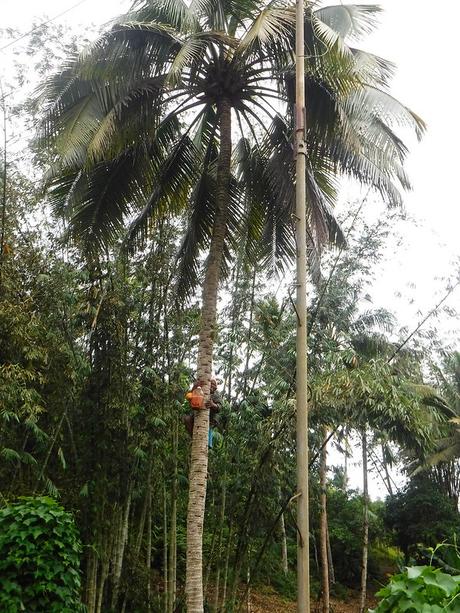 Getting tuba or coconut wine