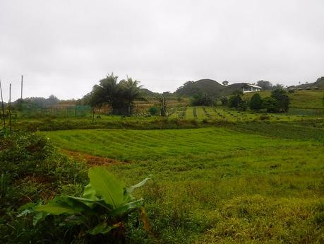 Farmlands and rooster coops