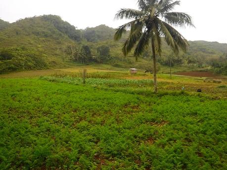 Vegetable farm