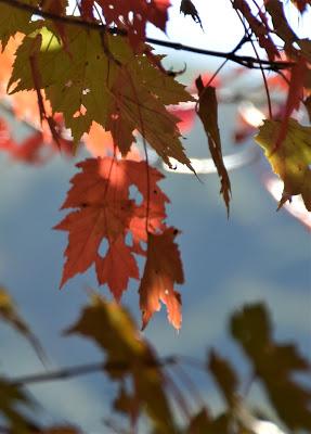 Autumn Road Trip! (To the Grocery Store)