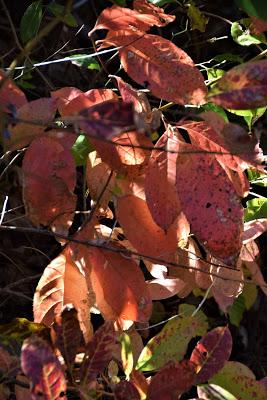 Autumn Road Trip! (To the Grocery Store)