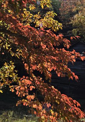 Autumn Road Trip! (To the Grocery Store)