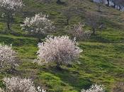 Beauty Almond Tree