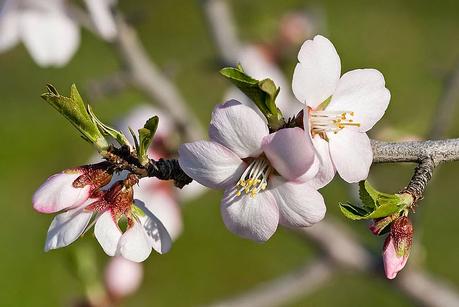 The Beauty of the Almond Tree
