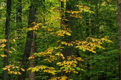 Lost...amid the trees...delicious