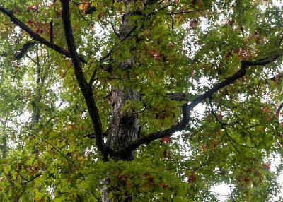 Lost...amid the trees...delicious