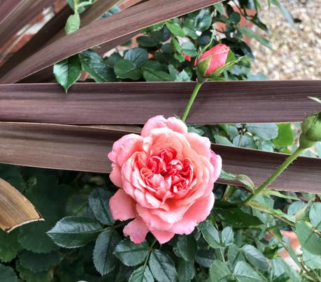 Six on Saturday 26/10/2019