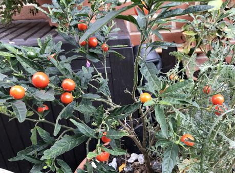 Six on Saturday 26/10/2019