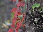 Considering Singular "They"