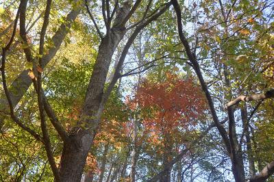 In  Autumn's Cathedral