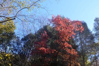 In  Autumn's Cathedral