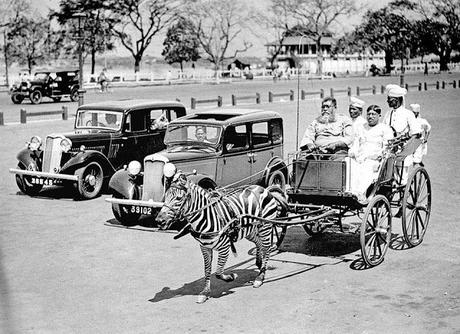 imagine a cart drawn by Zebra on the busy roads of metropolis !!