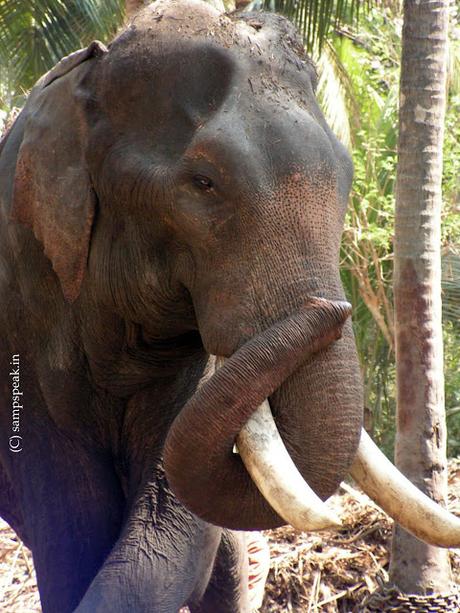 Xiaomi CC9 Pro with 108 MP camera - my 3.2 MP Konica Minolta Dimage camera