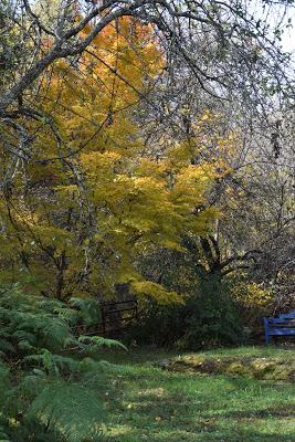 More Fall Color -- and the Last Homegrown Tomato Sandwich