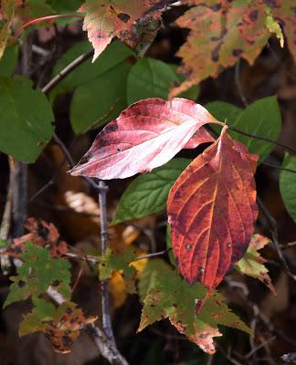 More Fall Color -- and the Last Homegrown Tomato Sandwich
