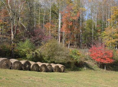 More Fall Color -- and the Last Homegrown Tomato Sandwich