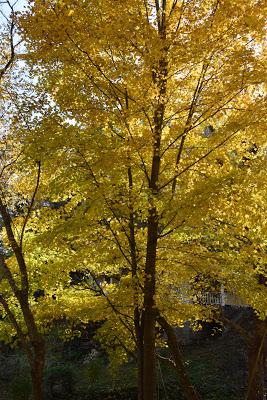 More Fall Color -- and the Last Homegrown Tomato Sandwich