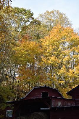 More Fall Color -- and the Last Homegrown Tomato Sandwich