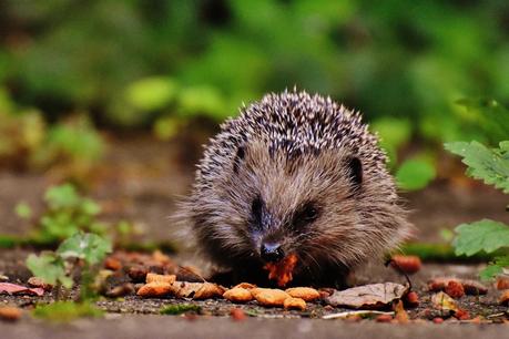 How You Can Help Wildlife This Winter