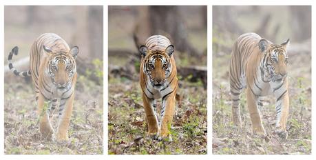 Series of Tiger Portrait Images