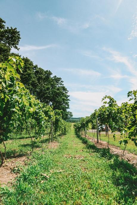 Lake Erie Wine Country and Westfield, NY