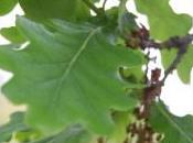 Plant Week: Quercus Robur