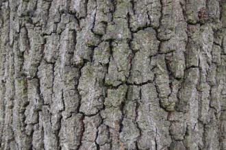Quercus robur Bark (06/05/2012, Kew, London)
