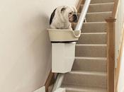 Stair Lift Dogs Trialled Obese Pooches