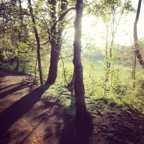 Edinburgh, Blackhall, Park, Woods, dog walking, sunlight, instagram