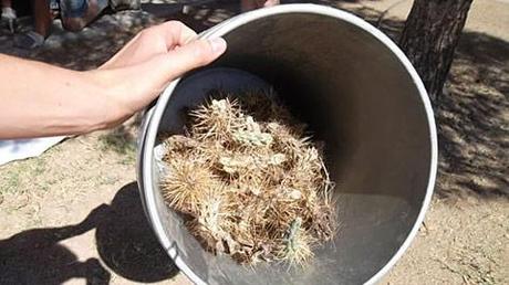 Scared Puppy Found Stuck in a Cactus Gets Rescued