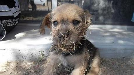 Scared Puppy Found Stuck in a Cactus Gets Rescued
