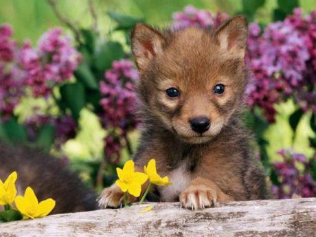 Beauty & the Beasts: 15 Animals Who Love Flowers