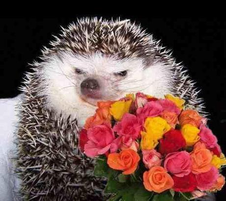 Beauty & the Beasts: 15 Animals Who Love Flowers