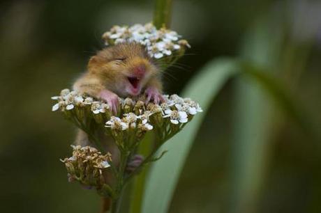 Beauty & the Beasts: 15 Animals Who Love Flowers - Paperblog