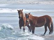 Corolla Wild Horses (Immigrants Since 1500s) Finally Star Tourism Campaign