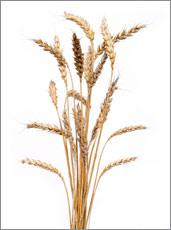 Bunch of Golden Wheat