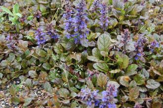 Ajuga reptans 'Braunherz' (06/05/2012, Kew, London)