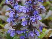 Plant Week: Ajuga Reptans ‘Braunherz’